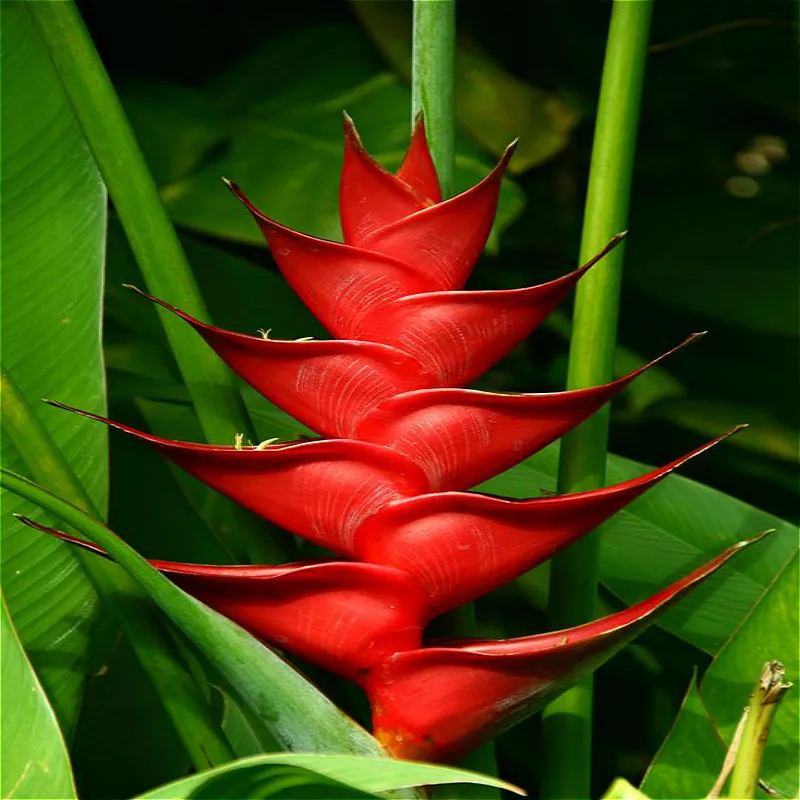 Комнатное растение в горшках, цветок апельсина Strelitzia Reginae, бонсай, райская птица, бонсай, jadim bonsai Sementes, 100 частиц/лот