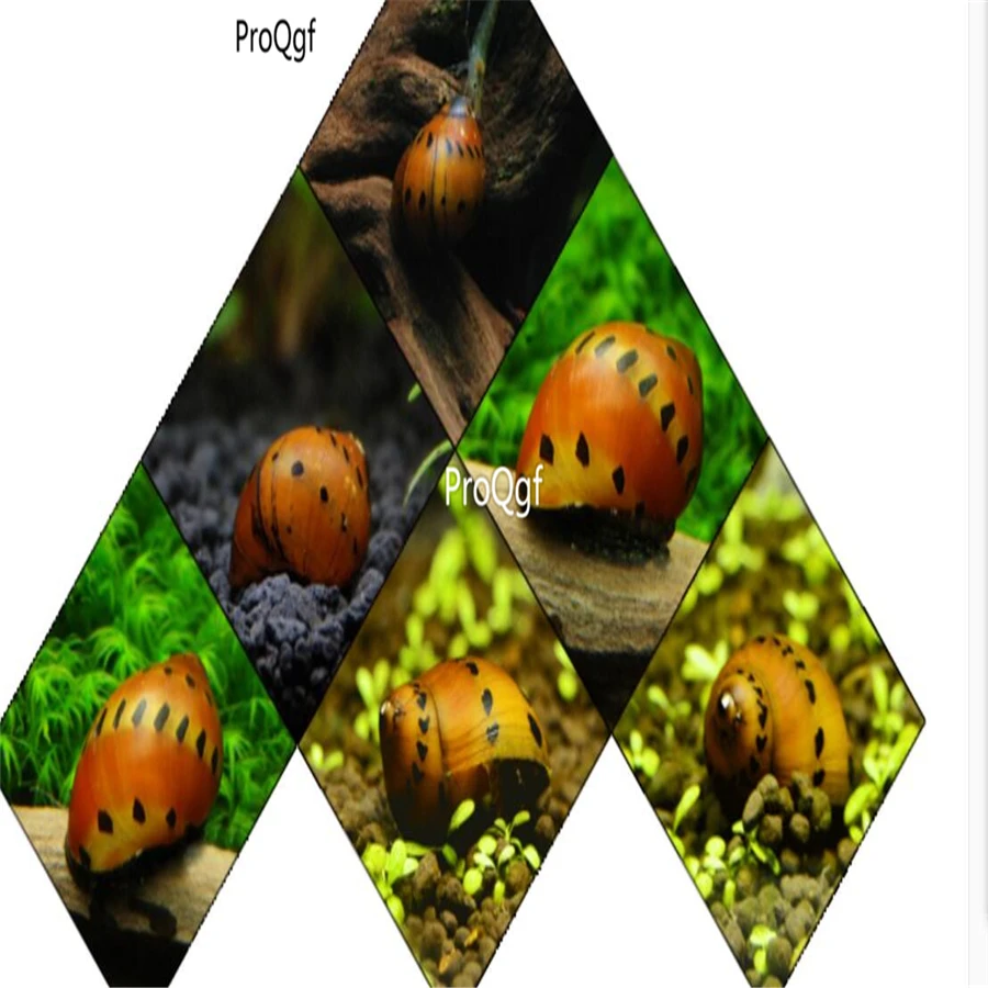 Ngryise 5 шт. набор Rapa rapa snail