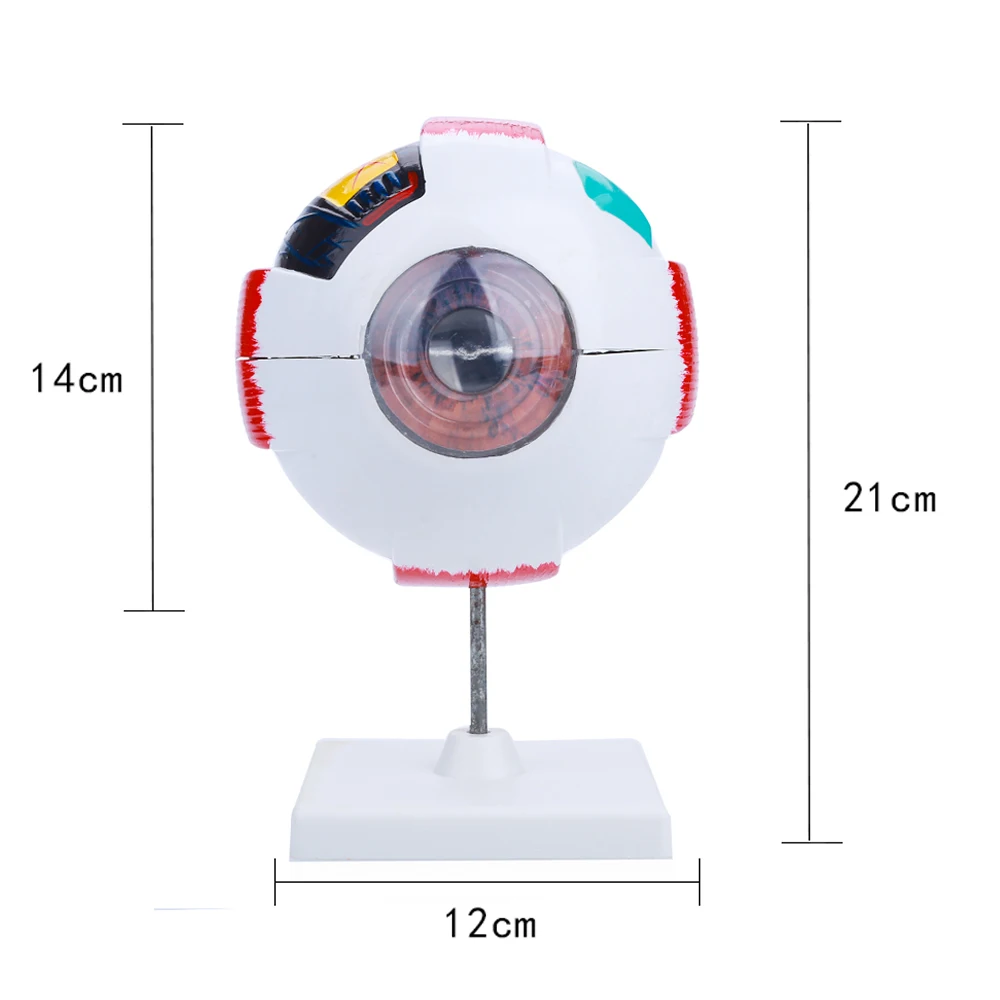 6 раз модель глазного яблока медицинские образовательные 8-часть ПВХ ENT офтальмологии исследования глаз человека модель анатомирования для разборная ручной диафрагмой