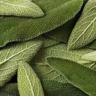Натуральный органический лист шалфея, Salvia officinalis