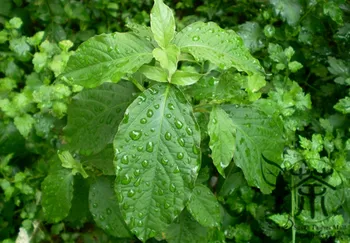 

Achyranthes Bidentata Ox Knee Huai-Niu-Xi