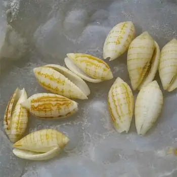 

3pcs per lot rare mini sea shell