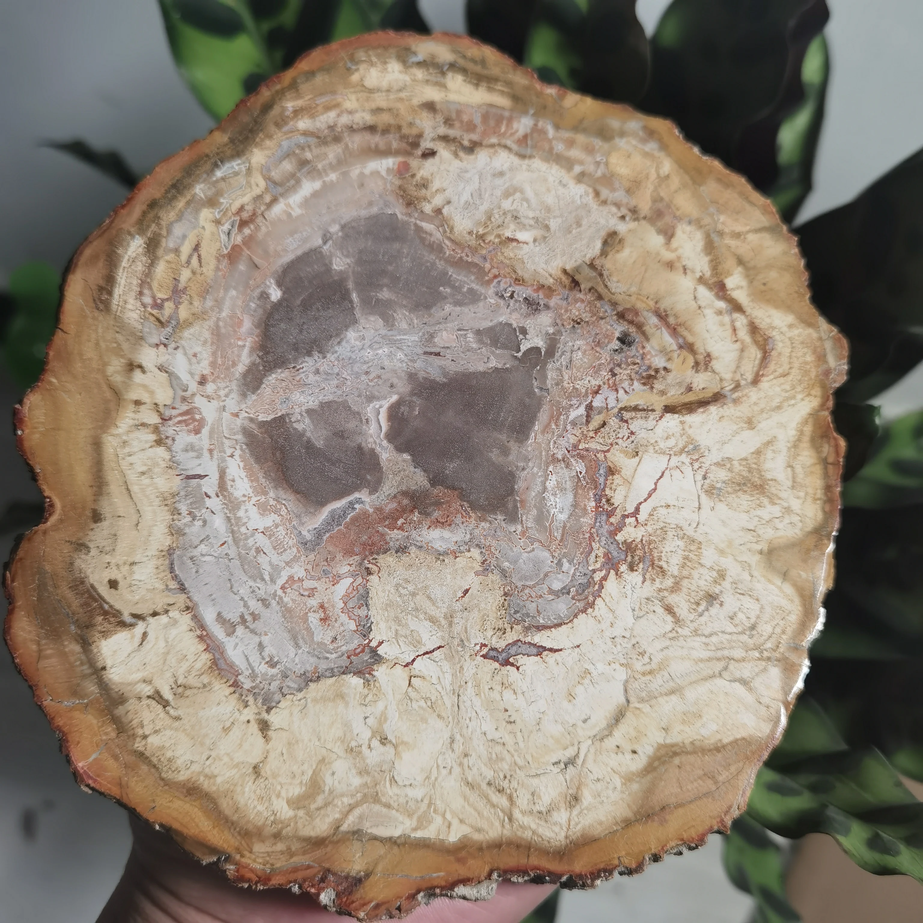NATÜRLICHE VERSTEINERTES HOLZ COASTER KRISTALL POWER STEIN GESCHENK – Detail 1