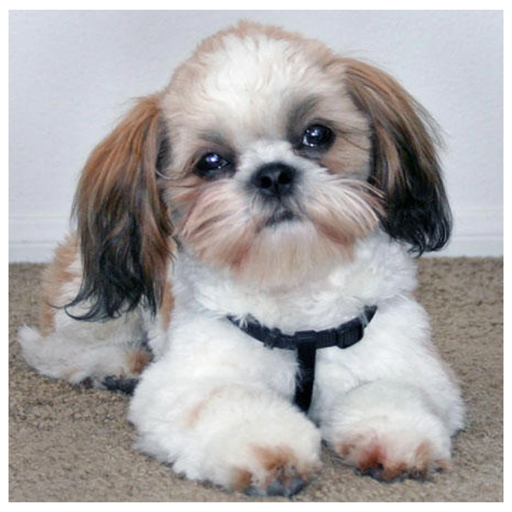 Shih tzu dog, сделай сам, ручная работа, алмазная живопись, животные, 5D, Полная площадь,, Набор для вышивания крестиком, алмазная вышивка, мозаика, Декор
