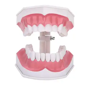 

Teeth Model 180 Degrees Open Able Dental Gums Model Show You the Position of Each Tooth Comes with a Toothbrush for Teaching