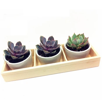 

Fleshy Flower Iron Ceramics Flowerpot Wooden Box Succulent Plant Flower Pot Rack Planter Bonsai Pot 3 Grid