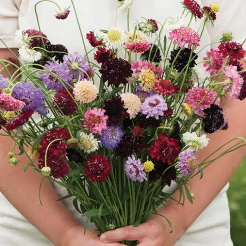 50 шт. свежий настоящий Scabiosa atropurpurea flower P-semillas sementes