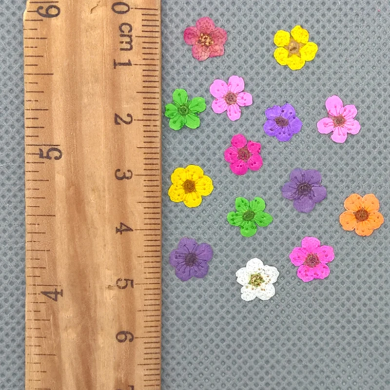 real dried flower little Narcissus (1)
