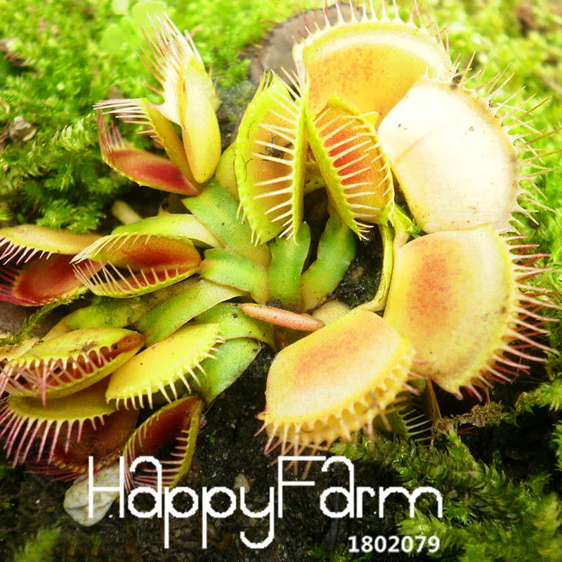 Новинка! 3 вида Flytrap Флорес бонсай в горшках Dionaea muscipola растение плантас Терраса Сад плотоядное растение Плант 100 штук