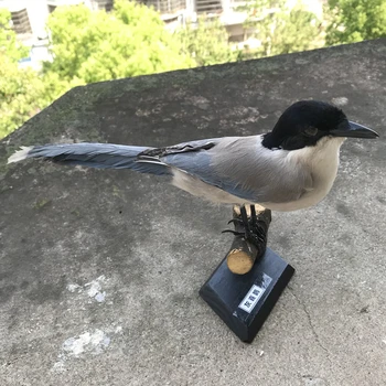 

1PCS Azure-winged Magpie Bird specimen Taxidermy stuffing Eurasian Teaching / Decoration