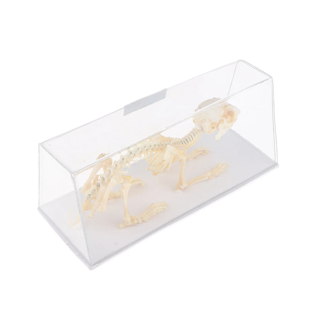 Rabbit Skeleton Specimen Animal Bone Model for Pupil  Biological Knowledge Learning Aid 5