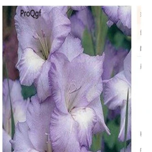 Ngryise 30 шт набор Vaniot Houtt gladiolus - Цвет: 13