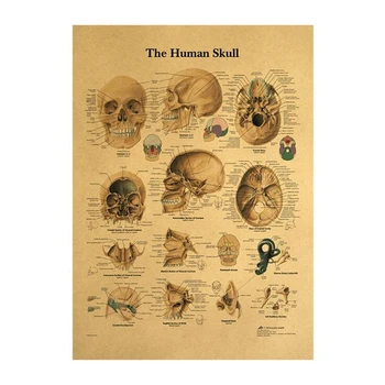 

The Head Skull Diagram Vintage Medical Poster Room Decoration Posters Stickers Home Decor Wall Art Kraft Paper Wall Sticker