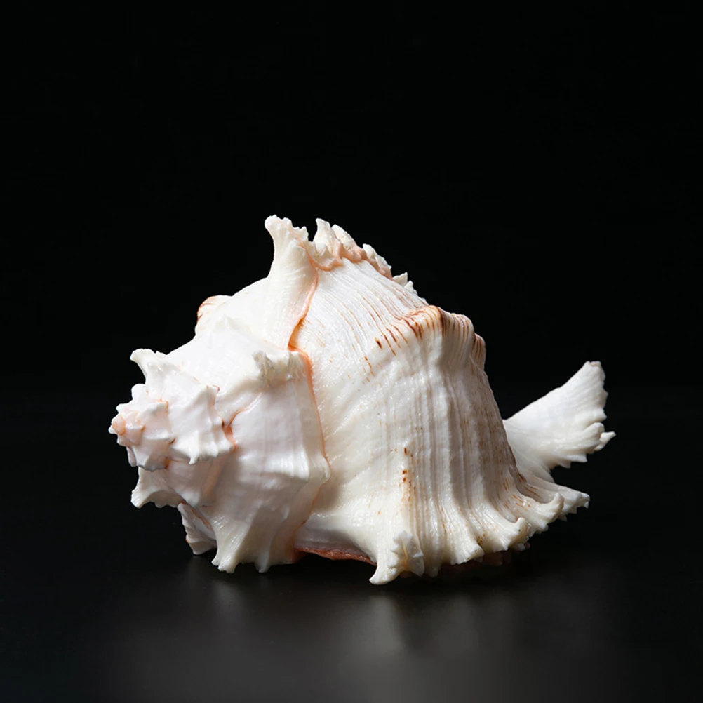 Natrual Big Conch домашнее украшение для аквариума миниатюрный пейзаж 2 шт 6-9 см