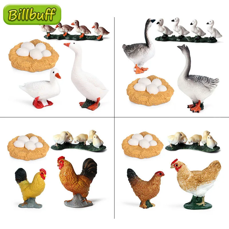 81+ Gambar Gambar Hewan Unggas Terbaru