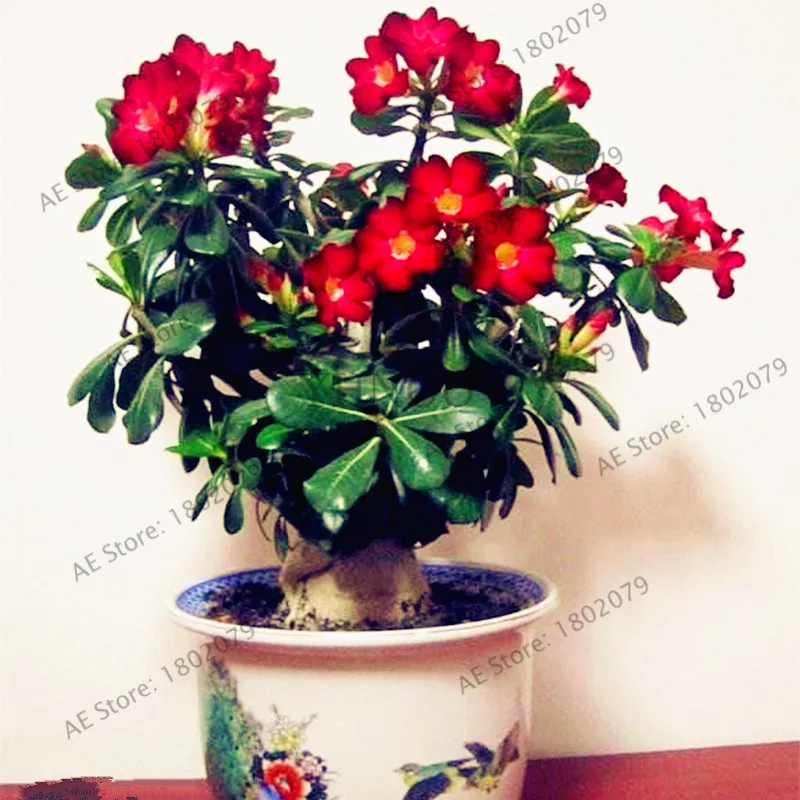 4 шт./пакет разноцветные роза пустыни Флорес роза пустыни растения, бонсай Плант для дома и сада посадки, легко растить - Цвет: 8