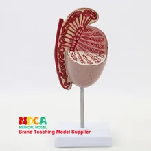 Тезис модель генито-мочевой тезис усилитель спермы сперматическая андрология обучение медицине Mszxt009