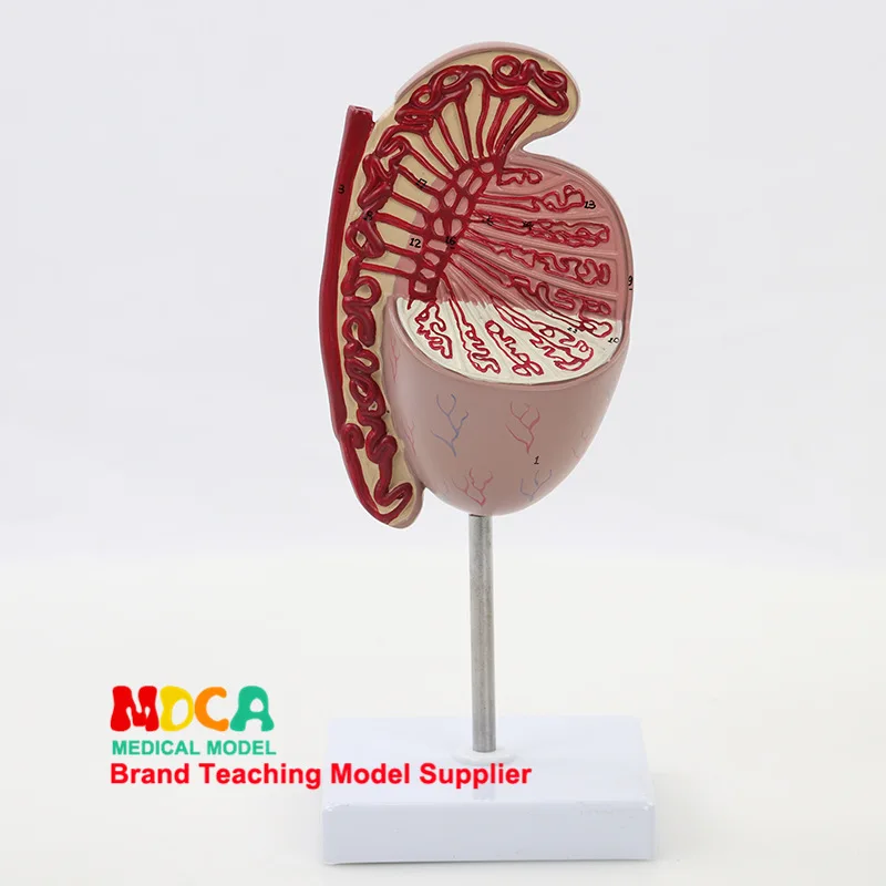 

Testis Model Genito-Urinary Testis Amplifier Sperm Spermatic Andrology Medicine Teaching Mszxt009