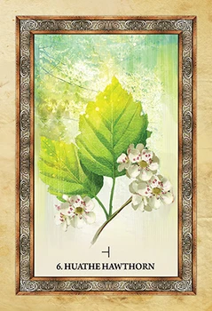 

New Celtic Tree Oracle cards 100% real high quality English language version playing card tarot board game card
