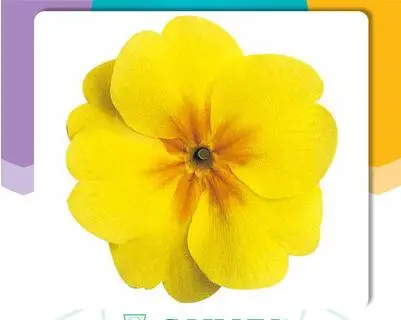 50 шт. примулы «Mixed» Примула легко DIY домашний сад - Цвет: 5