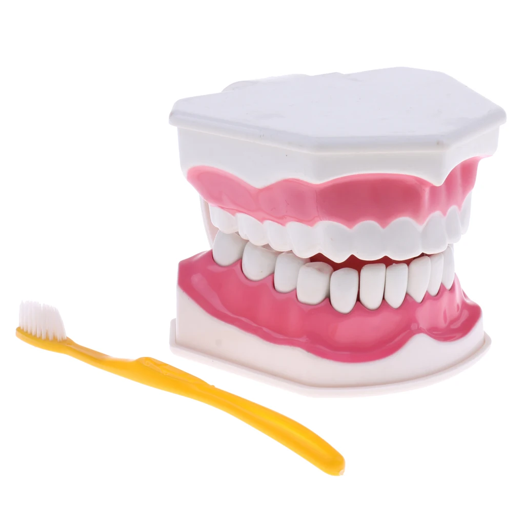 

Teeth Model W/ Removable Teeth (28 Teeth) Human Anatomical Model -B