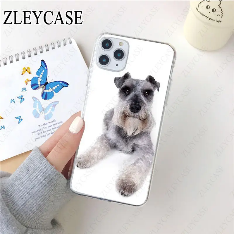 Miniature schnauzer puppy dog