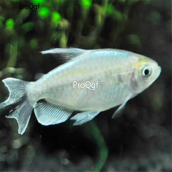 

Ngryise 2Pcs A Set phenacogrammusinterruptus