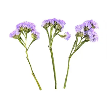 

60pcs Pressed Dried Myosotis Branch Dry Flower Plants For Epoxy Resin Pendant Necklace Jewelry Making Card Craft DIY Bookmark