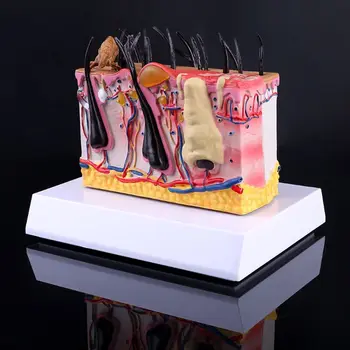 

Canine Dog Skin with Flea Bite Model Anatomical Anatomy Display Teaching Study