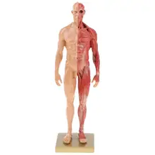 

Dropshipping 30cm Resin Human Male Anatomy Muscle Skeleton Model Medical5 Teaching Supplies