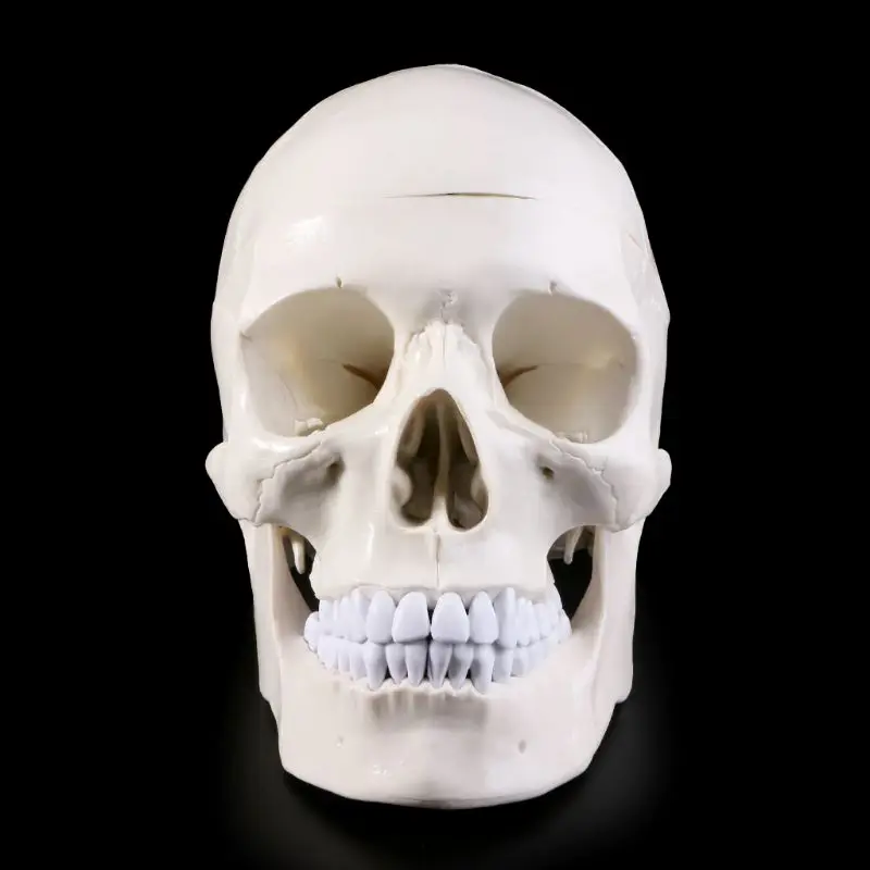 

Human Anatomical Anatomy Head Skeleton Skull Teaching Model School Supplies Study Tool R9UA