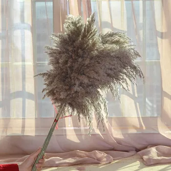 

20Pcs Phragmites Pampas Grass Large Real Natural Dried Plants Flower Family Bouquet Arrangement Wedding Decoration Fast shipping