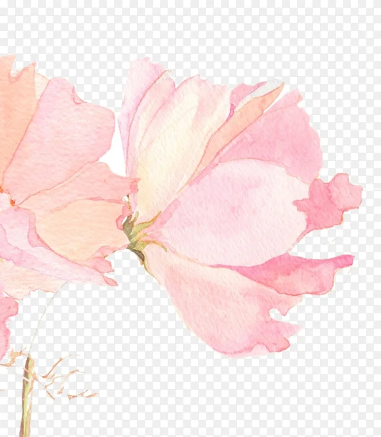 水彩花卉水彩画墙纸 美丽的樱桃图片材料png图片素材免费下载 图片编号 Png素材网 水彩花卉水彩画墙纸 美丽的樱桃图片材料png图片素材免费下载 图片编号 Png素材网