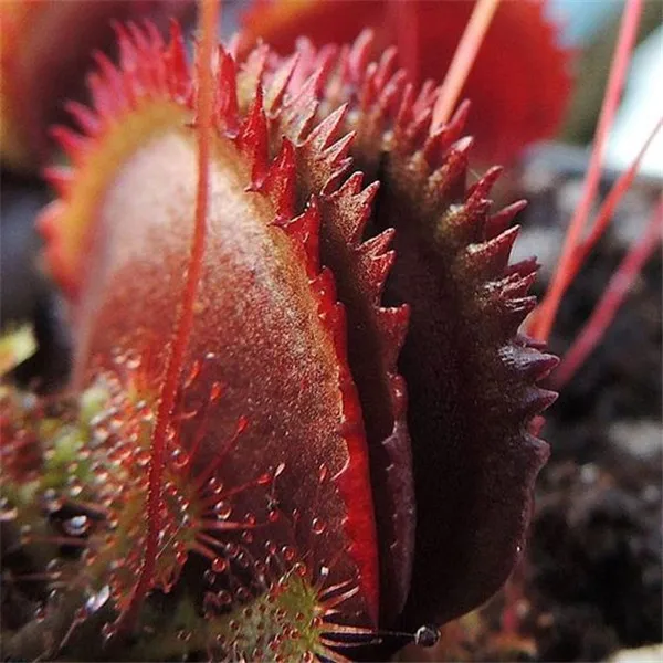 Многоразовые непентесы плотоядное растение бонсай в горшках Dionaea muscipola гигантский зажим Венера Flytrap растение для сада 100 шт./лот