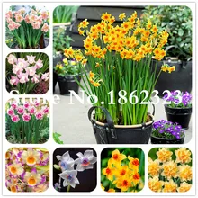 100 шт./пакет цветок нарцисса, бонсаи Планта из водные растения двойные лепестки розовый кружевными цветами и цветочных растений для Декор для дома и сада