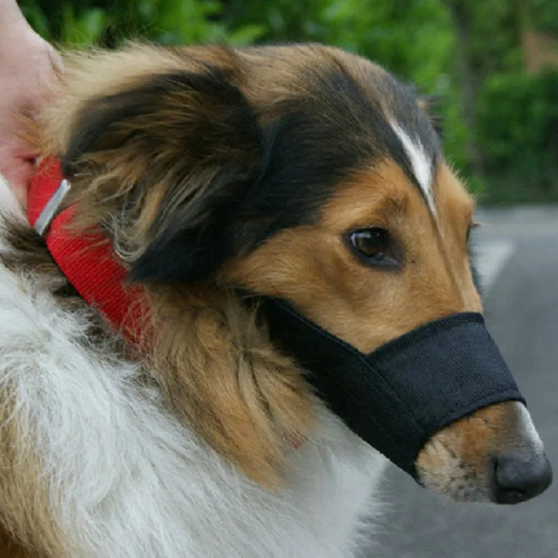 Намордник для джек рассел терьера. Намордник антилай. Намордник для мелких собак. Как сделать так чтобы собака не лаяла. Как отучить пса лаять.