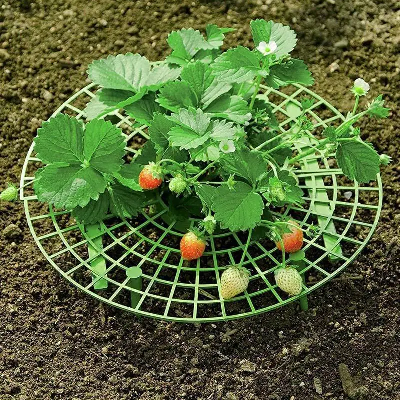 5 шт. клубника поддерживает фруктовые растения выращивание Круглый Стеллаж вдали от почвы ТБ - Цвет: Зеленый