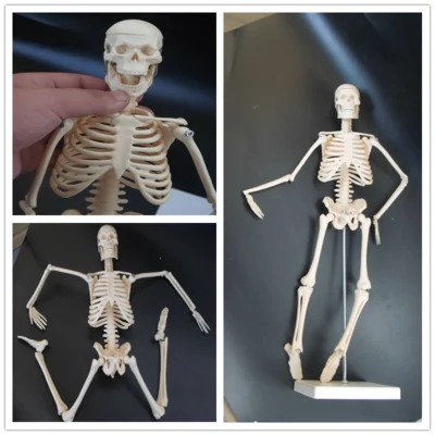 45cm skeleton model artistic human body Skeletal free shipping | Красота и здоровье