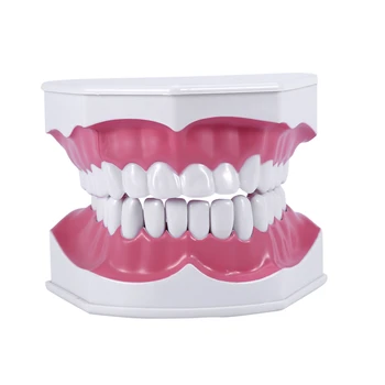 

Early Childhood Education Brushing Model Teaching Model and Student Model Tooth Model Toothbrush