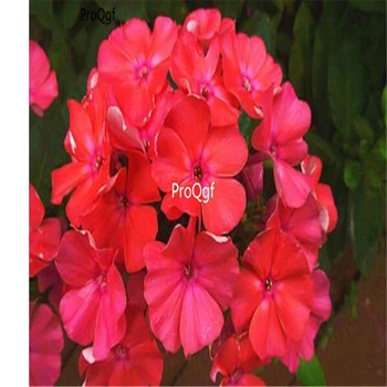 

Ngryise 500pcs Phlox drummondii