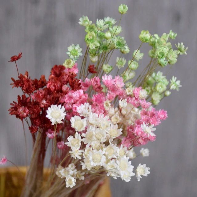 Mini Babysbreath flores preservadas secas frescas naturales, 9 colores,  pequeño ramo de flores reales, flores secas decorativas para fiesta en casa  - AliExpress