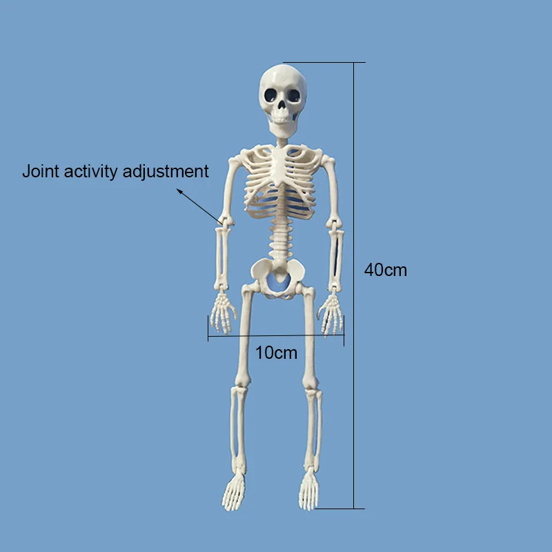 Активная человеческая кость модель анатомический Скелет медицинская модель скелета обучение Хэллоуин вечерние украшения скелет Искусство Эскиз