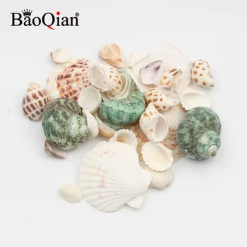 

Various Natural Sea Shells Conch Coquillage Beach Decor Craft Diy Home Decoration Marine Style Fish Tank Conch Embellishment