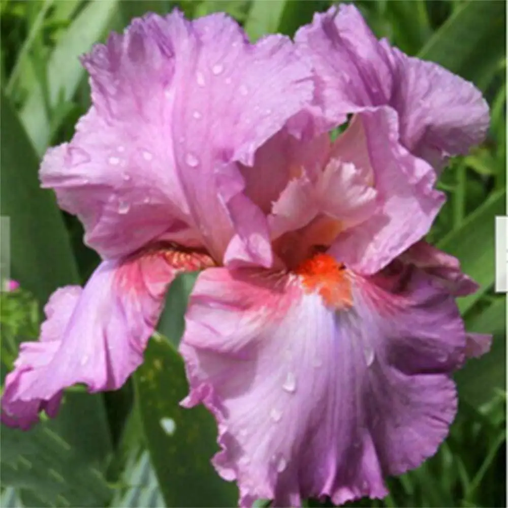 10 Iris Bulb Party Charm Rhizome Potted Impressive Fragrant Fresh Magic Pink Garden Outdoor Home Pleasant Natural Flowers | Дом и сад