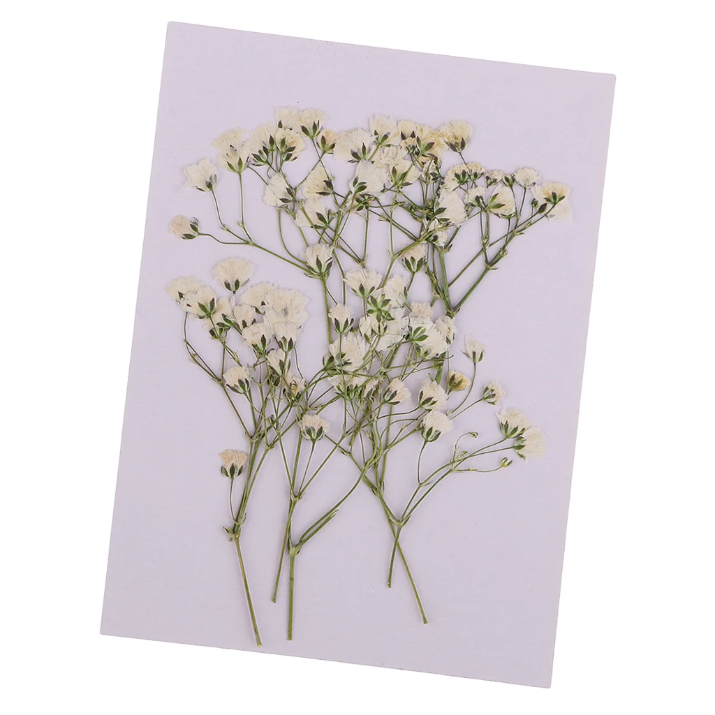 10pc/ Pack Real Pressed Dried Flower Babysbreath DIY Scrapbooking Art Craft