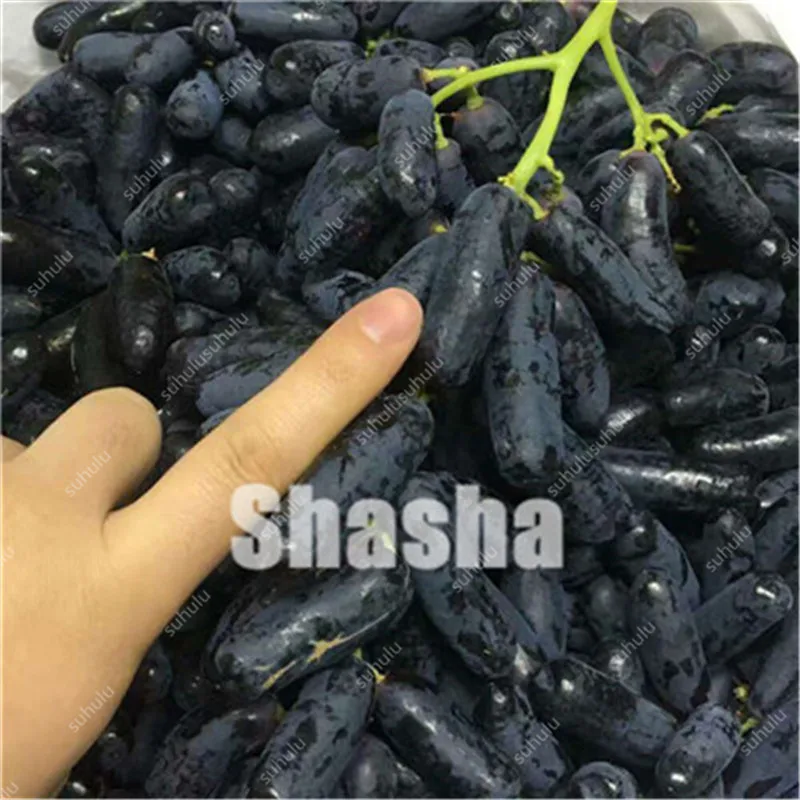 

10 Pcs Black Finger Grape America Giant Grape Bonsai Edible Succulent Fruit Tree Perennial Indoor home garden Potted Plants