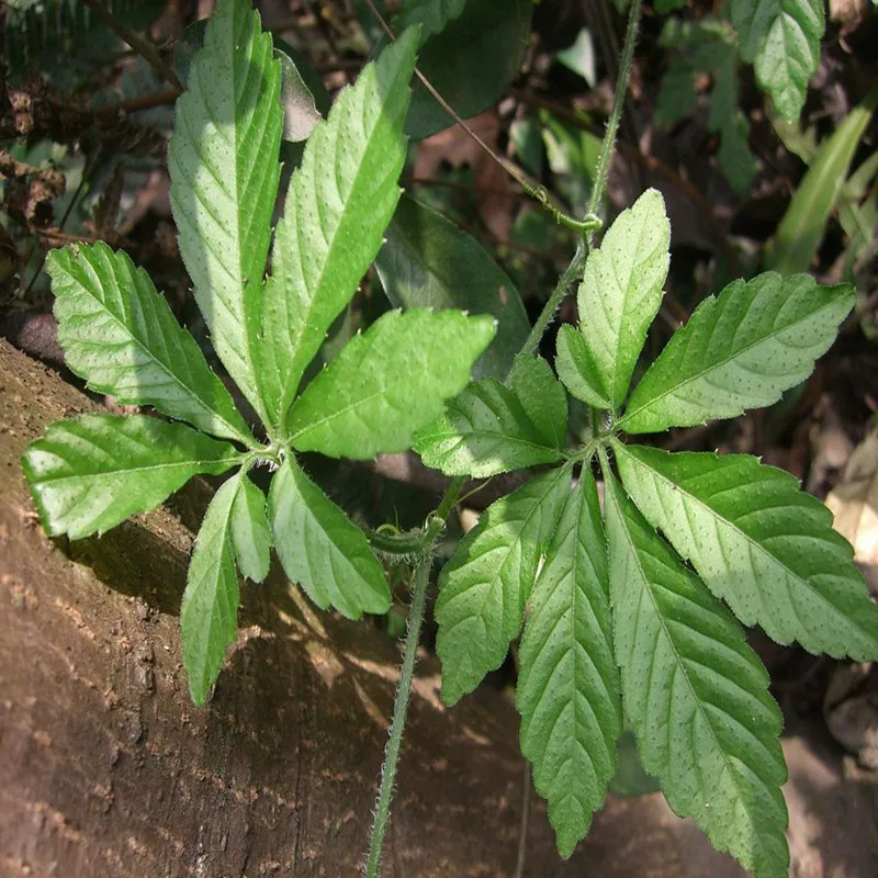 Fiveleaf гиностемма пятилистная экстракт порошка фестиваль блеск здоровья добавки укрепление иммунитета низкий уровень сахара jiaogulan