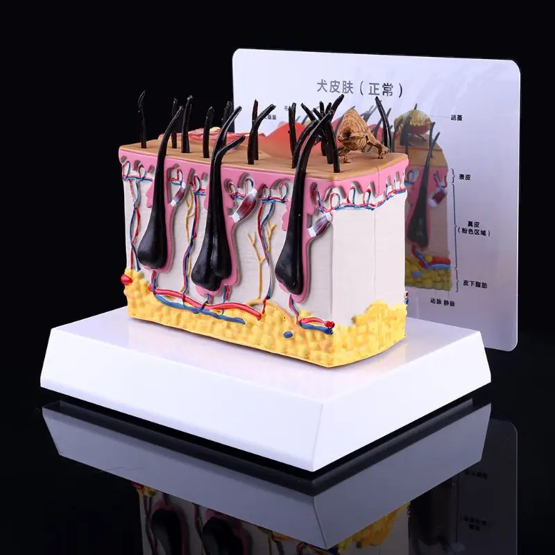

Canine Dog Skin with Flea Bite Model Anatomical Anatomy Display Teaching Education Study Research