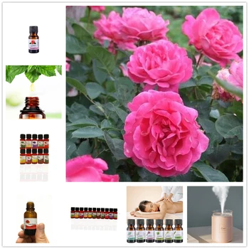 

Rosemary Essential Oils for Humidifier Relieve Stress Aromatherapy Diffusers Increase Affinity Help Sleep Aroma Essential Oil