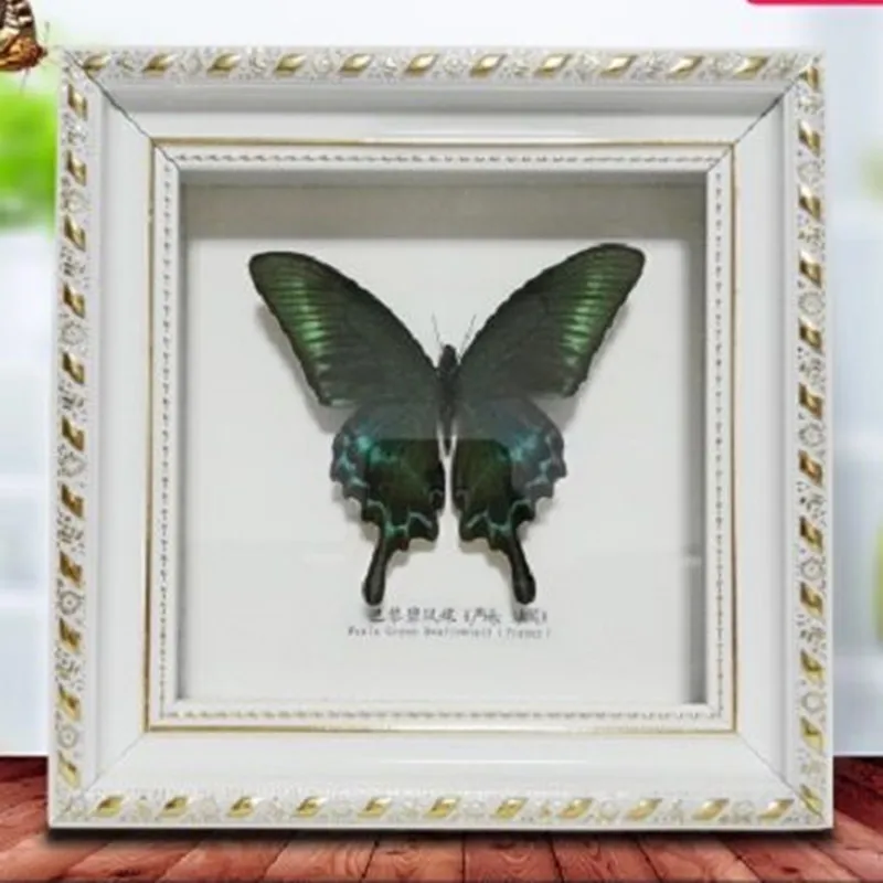 Butterfly Specimen Butterfly Real Specimen butterfly specimen photo frame craft /Butterfly Specimen Artwork Material Decor